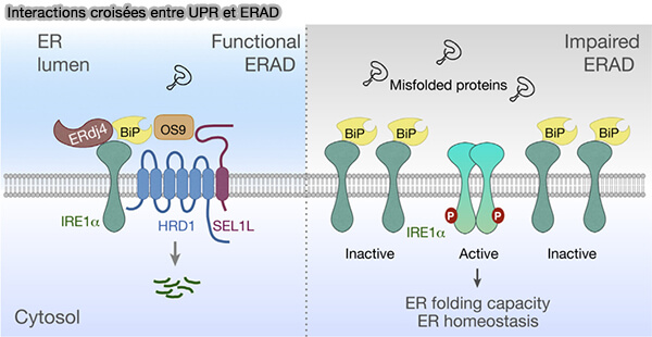 Interactions croisées entre UPR et ERAD