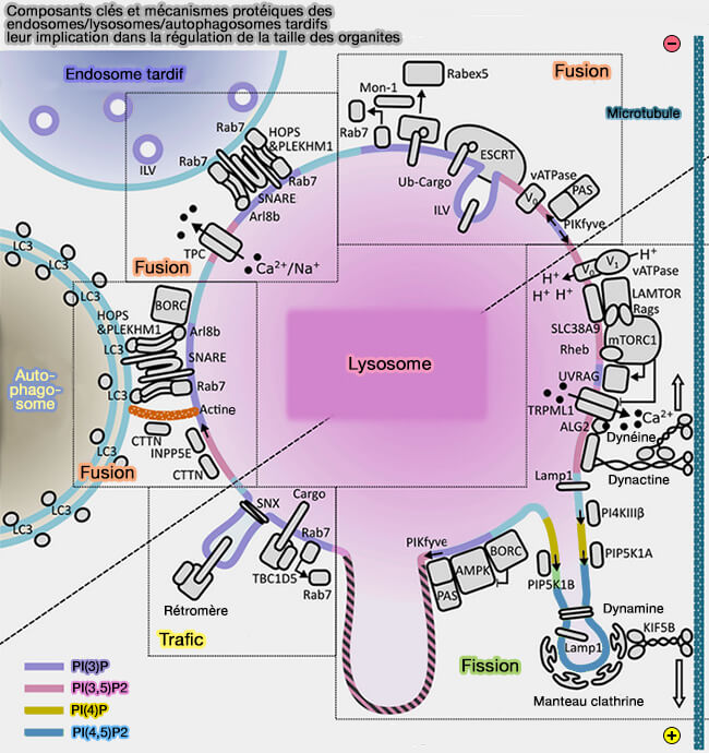 Composants et mécanismes de l ataille des lysosomes