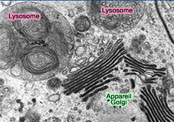 Morphologie des lysosomes