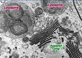 Lysosome Dans Une Cellule Animale Diagramme Vectoriel D une Cellule