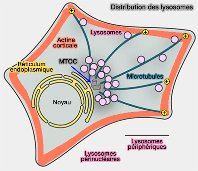 Lysosomes Dans Les Cellules Animales