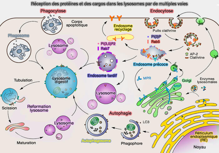 Syst me Endo lysosomal Lysosomes Biogen se 1 Biosynth se Des 