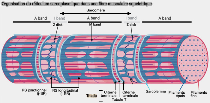 Organisation du réticulum sarcoplasmique dans une fibre musculaire squelettique