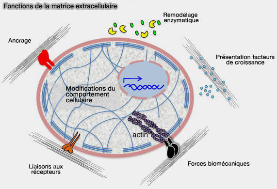 Fonctions de la matrice extracellulaire (MEC)