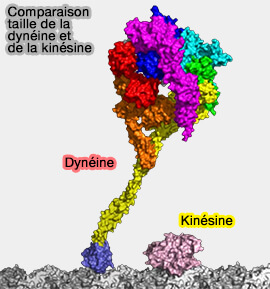 Moteurs Mol culaires Dyn ines Structure 1 paule Et Bras Moteurs Mol culaires Dyn ines Structure 1 paule Et Bras