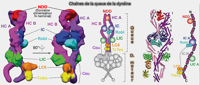 Moteurs Mol culaires Dyn ines Structure 1 paule Et Bras Moteurs Mol culaires Dyn ines Structure 1 paule Et Bras