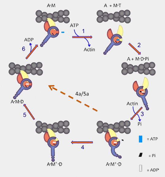 Cycle mécanochimique de la liaison myosine-actine