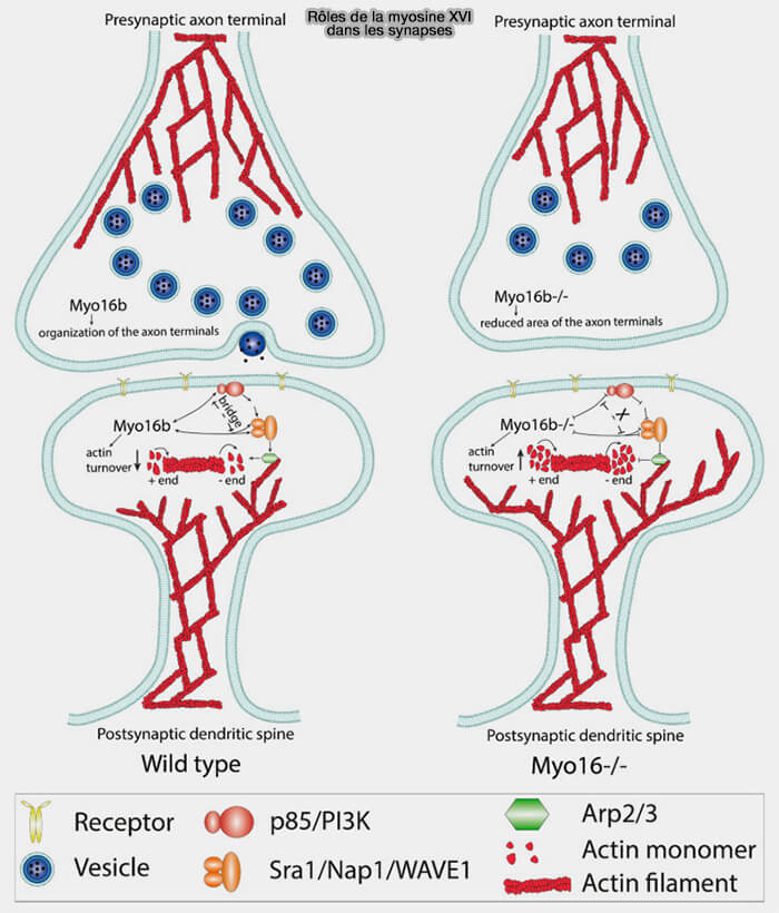 Rôles de la myosine XVI dans les synapses