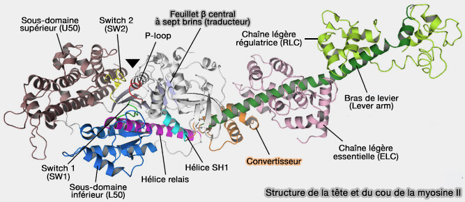 Tête de la myosine II et chaînes légères