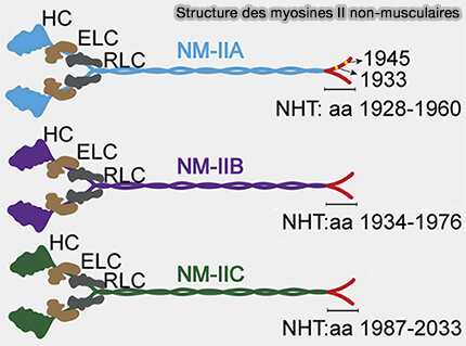 Structure des myosines II non-musculaires