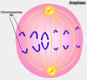 Anaphase