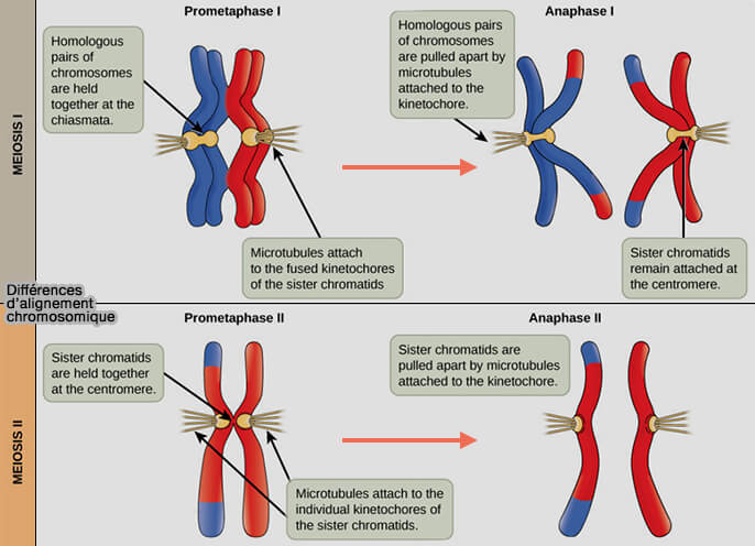 Différence d'alignement chromosomique entre anaphase I et anaphase II