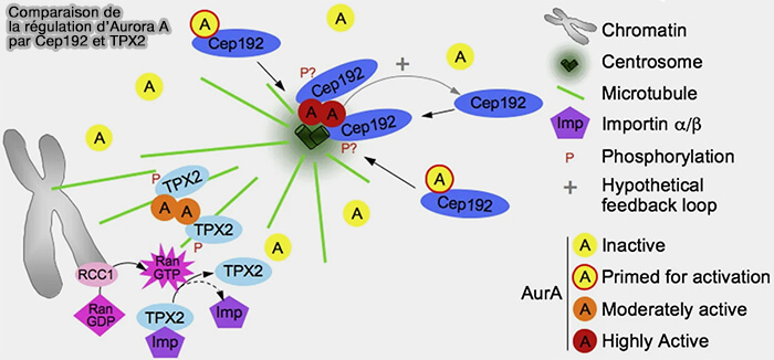 Comparaison de la régulation d’Aurora A par Cep192 et TPX2