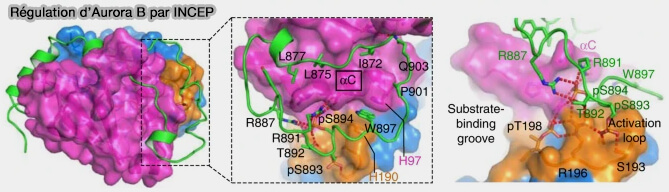 Régulation d'Aurora B par INCEP