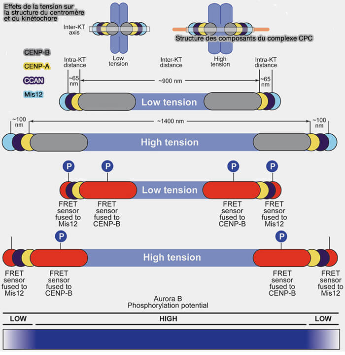 Effets de la tension sur la structure du centromère et du kinétochore 