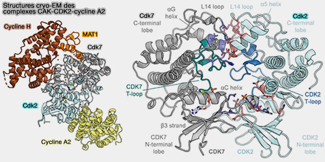 Structures cryo-EM des complexes CAK-CDK2-cycline A2
