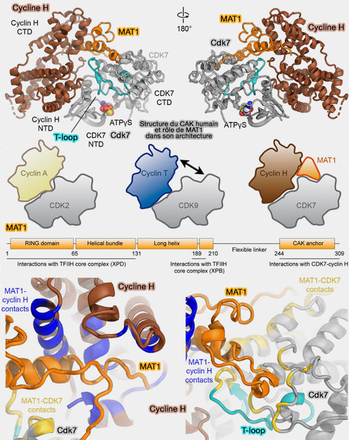 Structure du CAK humain et rôle de MAT1