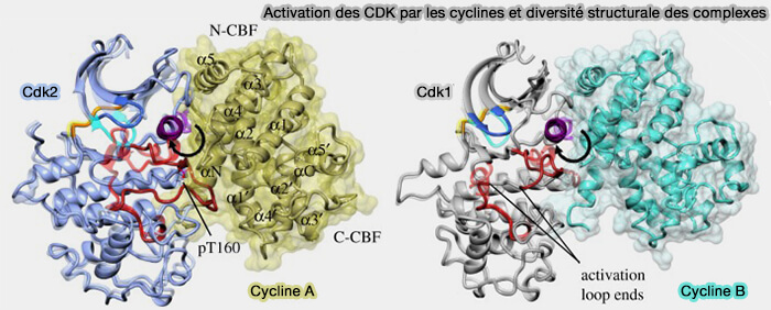 Activation des CDK par les cyclines et diversité structurale des complexes