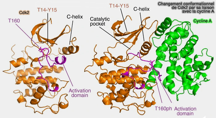 Structure des CDK