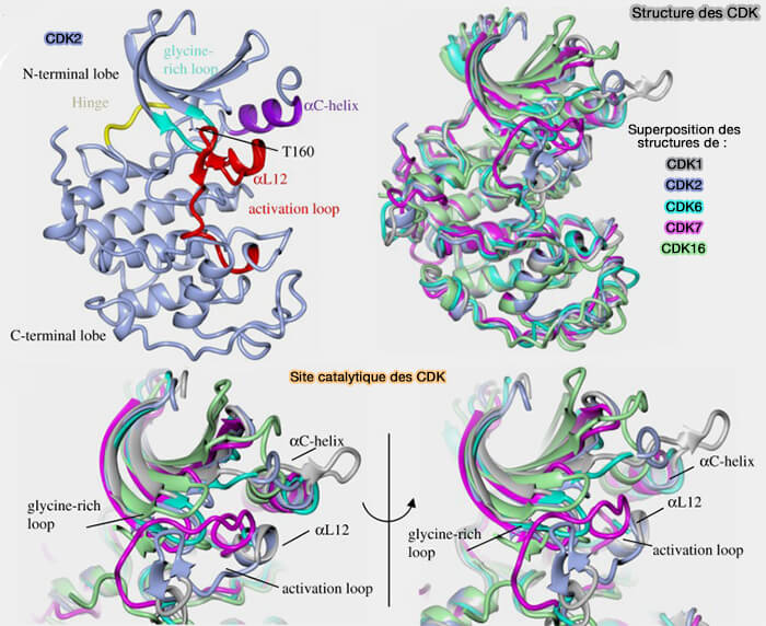Structure des CDK