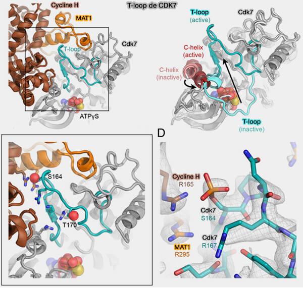 T-loop de CDK7