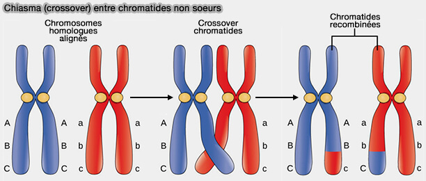 Chiasma (crossover) entre chromatides non soeurs