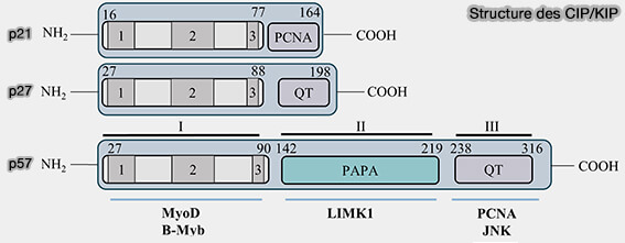 Structure des protéines CIP/KIP