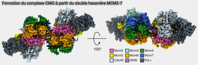 Formation du complexe CMG à partir du double hexamère MCM2-7
