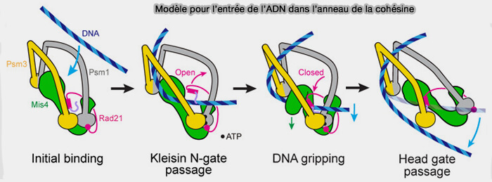 Modèle pour l’entrée de l’ADN dans l’anneau de la cohésine
