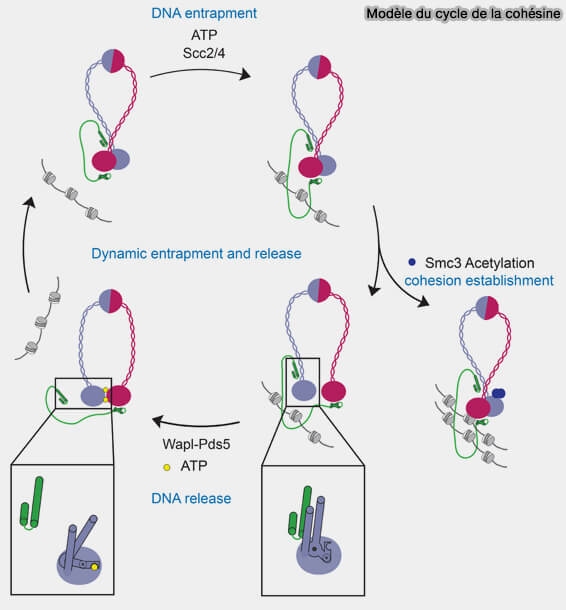 Modèle de cycle de la cohésine