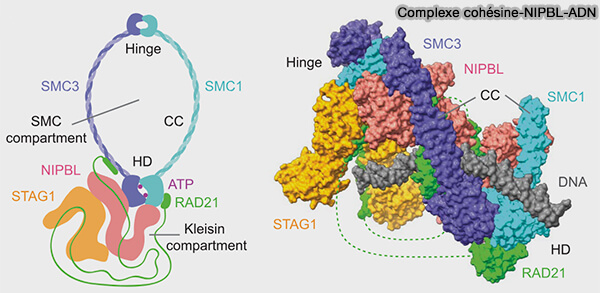 Complexe cohésine-NIPBL-ADN de l'homme