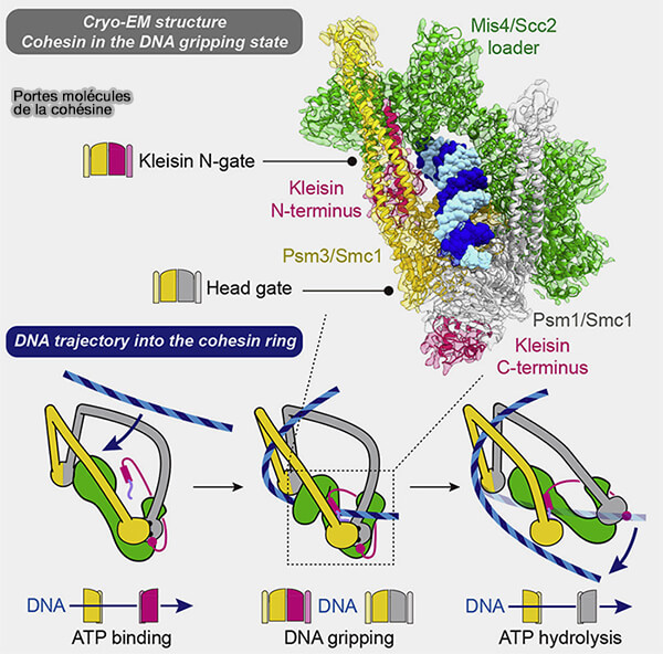 Portes moléculaires de la cohésine