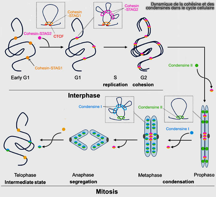 Dynamique de la cohésine et des condensines dans le cycle cellulaire