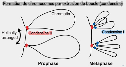 CPC (Chromosomal Passenger Complex)