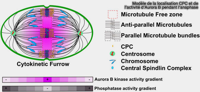 Aurora B et phosphatases pendant l'anaphase
