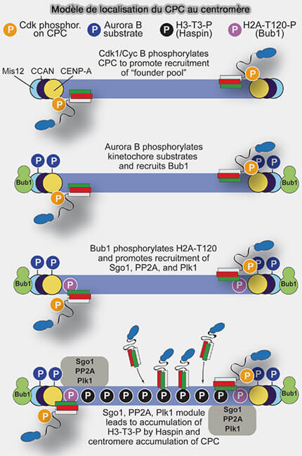 Modèle de localisation du CPC au centromère