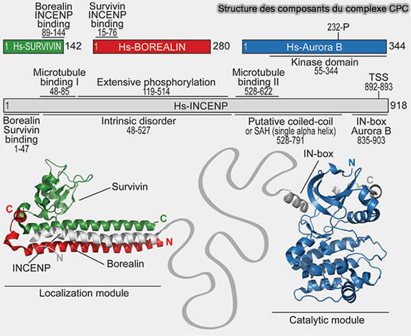 Structure des composants du CPC (Chromosomal Passenger Complex)