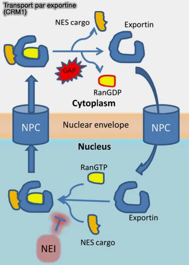 Transport de la cycline B par CRM1