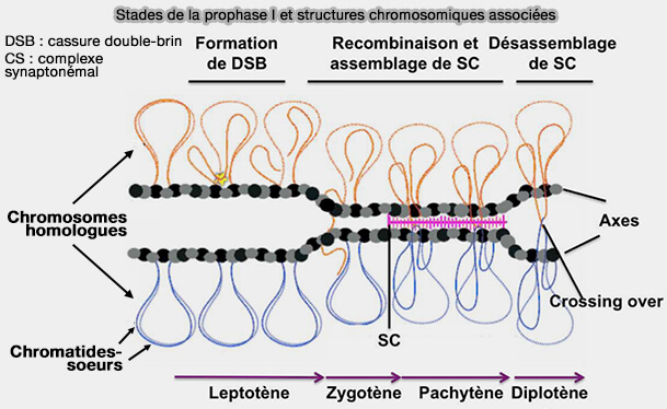 Organisation chromosomique et complexe synaptonémal lors de la prophase I