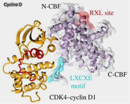 Structure de la cycline D