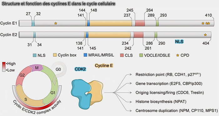 Structure et fonctions des cyclines E dans le cycle cellulaire