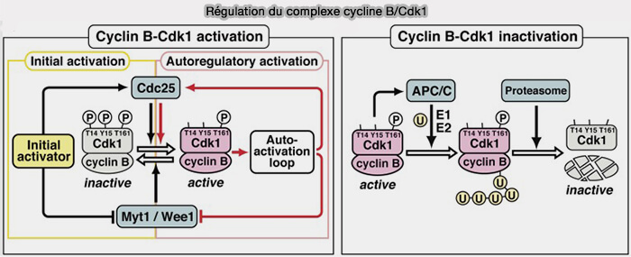 Régulation du complexe cycline B/CDK1