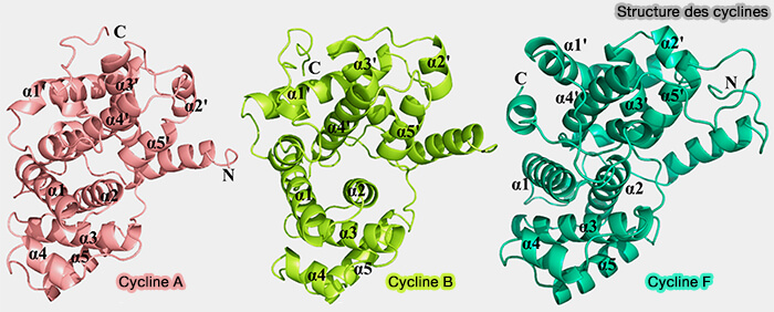 Cycle cellulaire et cyclines