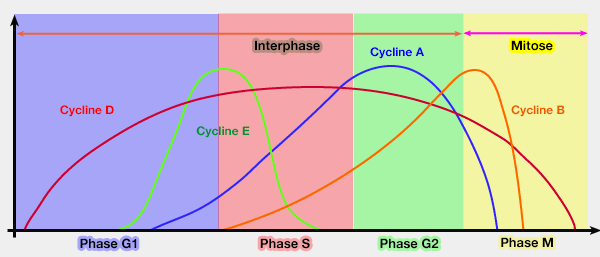 Cycle cellulaire et cyclines
