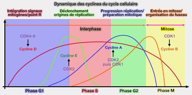 Cycle cellulaire et cyclines
