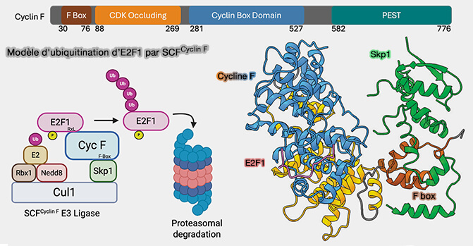 Ubiquitination d'E2F par SCFcycline F