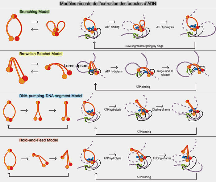 Modèles récents de l'extrusion des boucles d'ADN