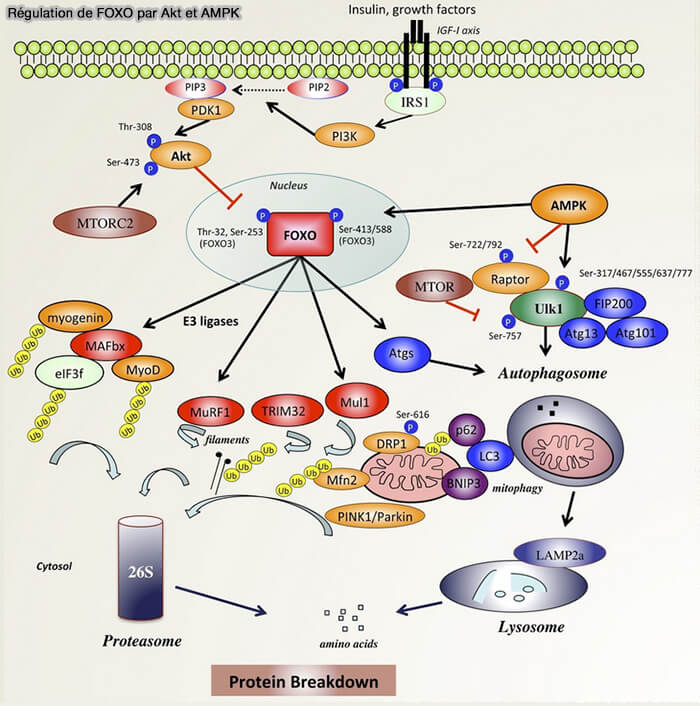Régulation de FOXO par Akt et AMPK
