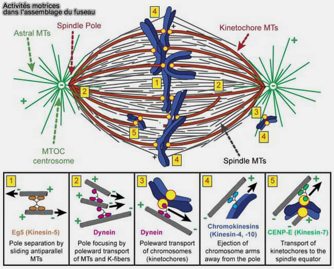 Activités motrices dans l'assemnblage du fuseau