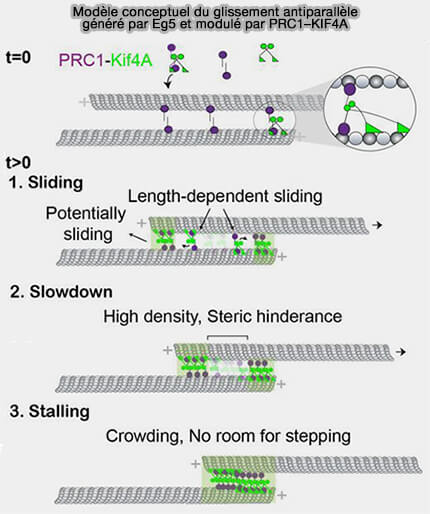 Modèle conceptuel du glissement antiparallèle
généré par Eg5 et modulé par PRC1-KIF4A